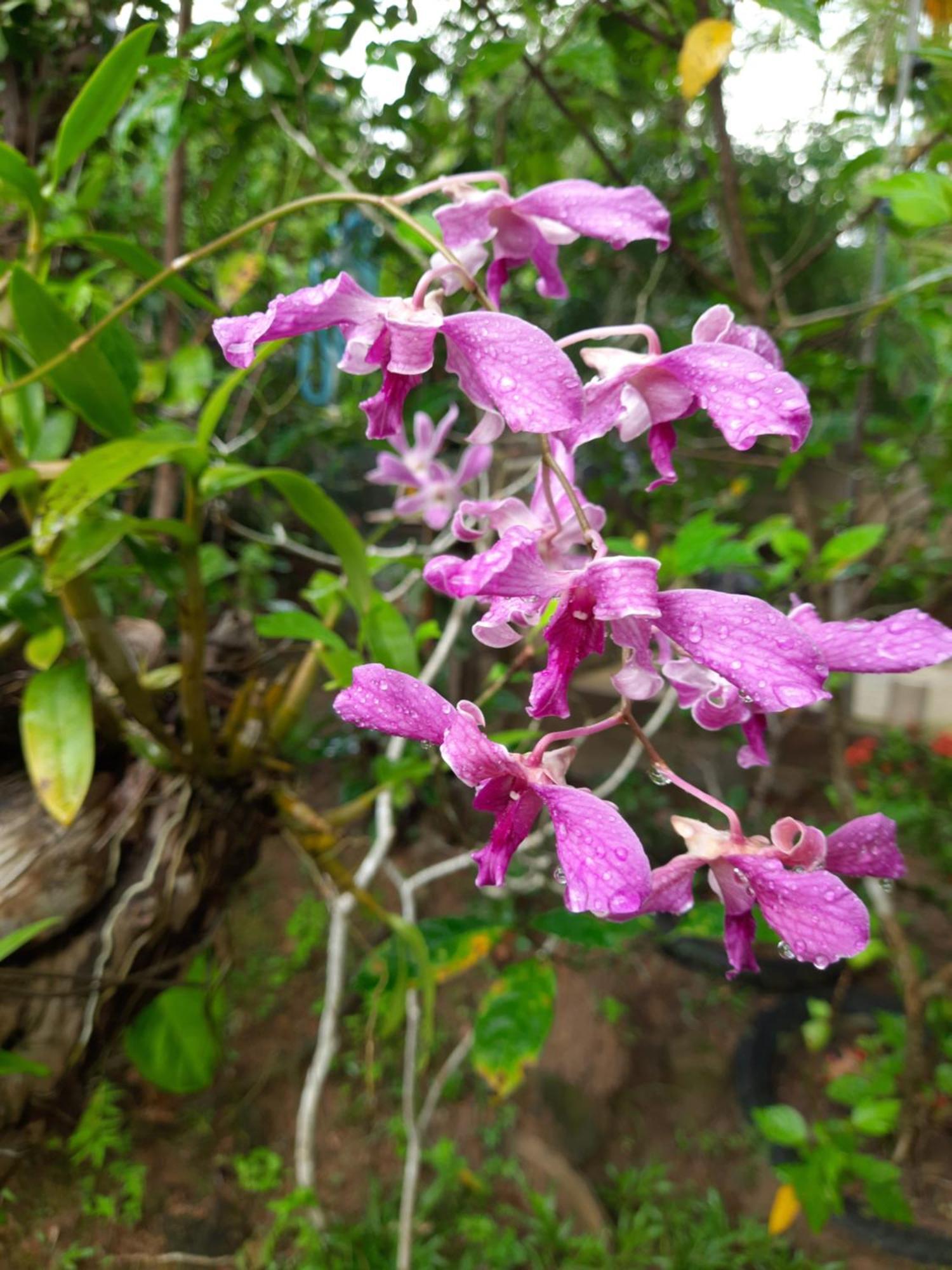 Homestay Natural Cozy Guest